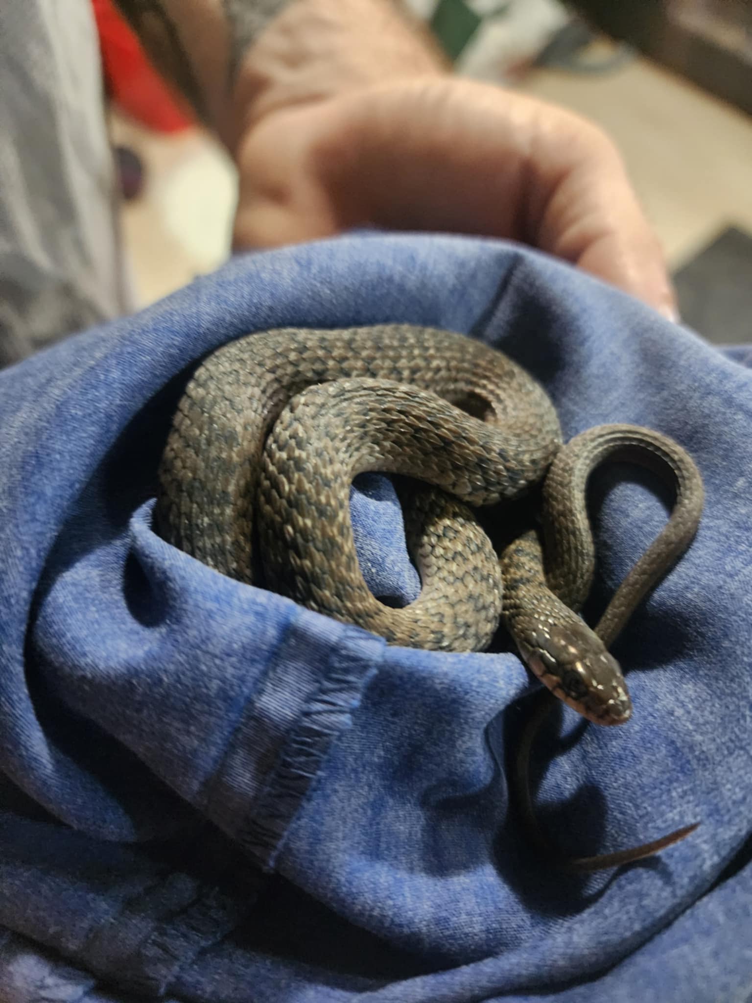 ipswich snake catchers 24/7 removing a keelback snake