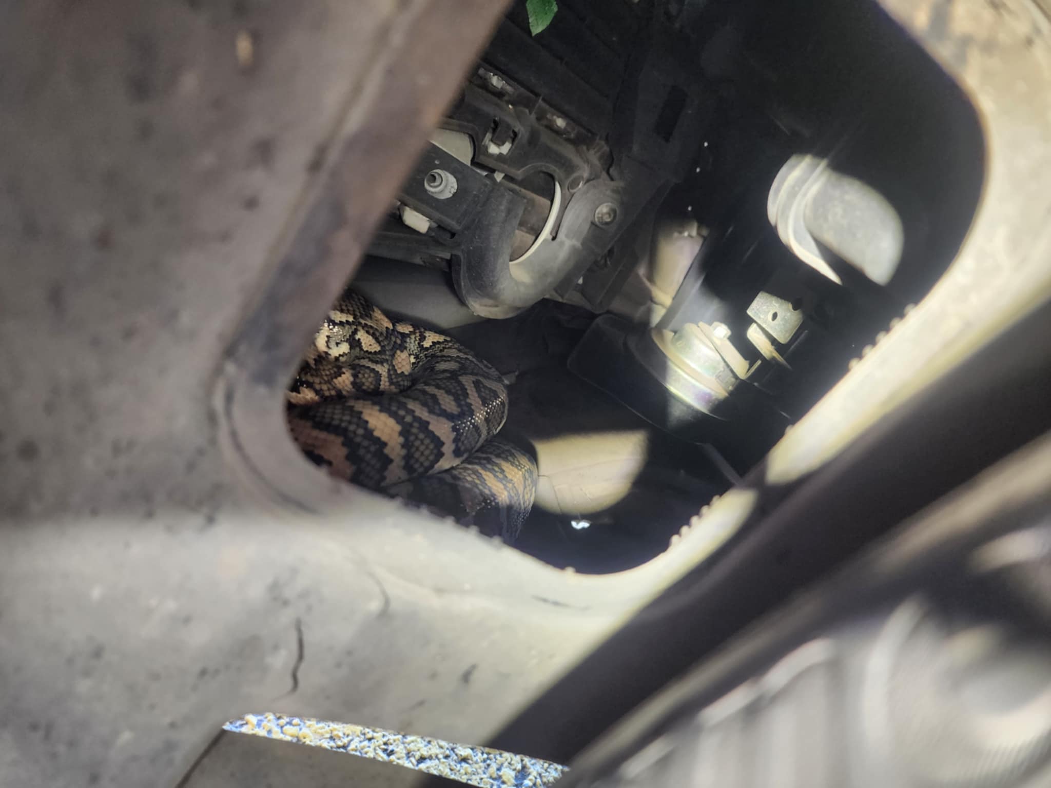 ipswich snake catchers 24/7 removing a coastal carpet python from a car
