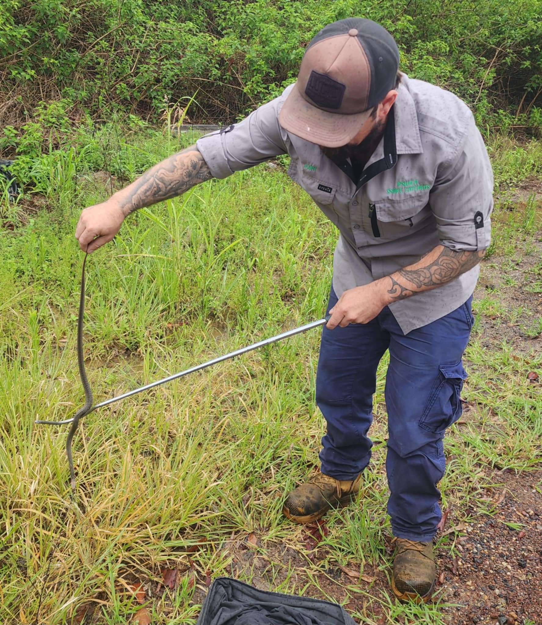 kurt from ipswich snake catchers 24/7 relocated this highly venomous eastern brown snake