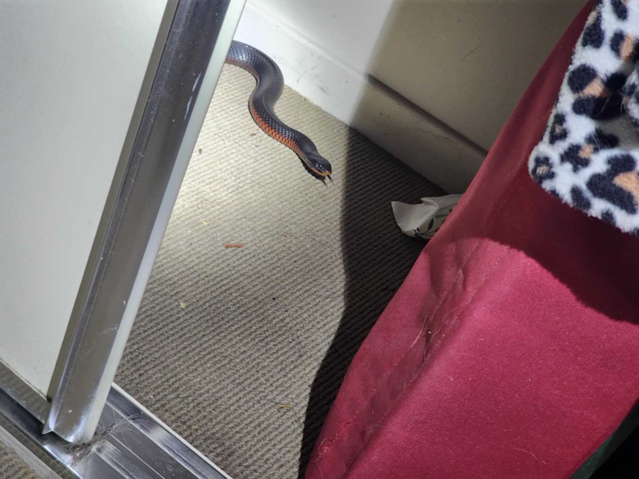 ipswich snake catchers 24/7 removed this highly venomous red belly black snake