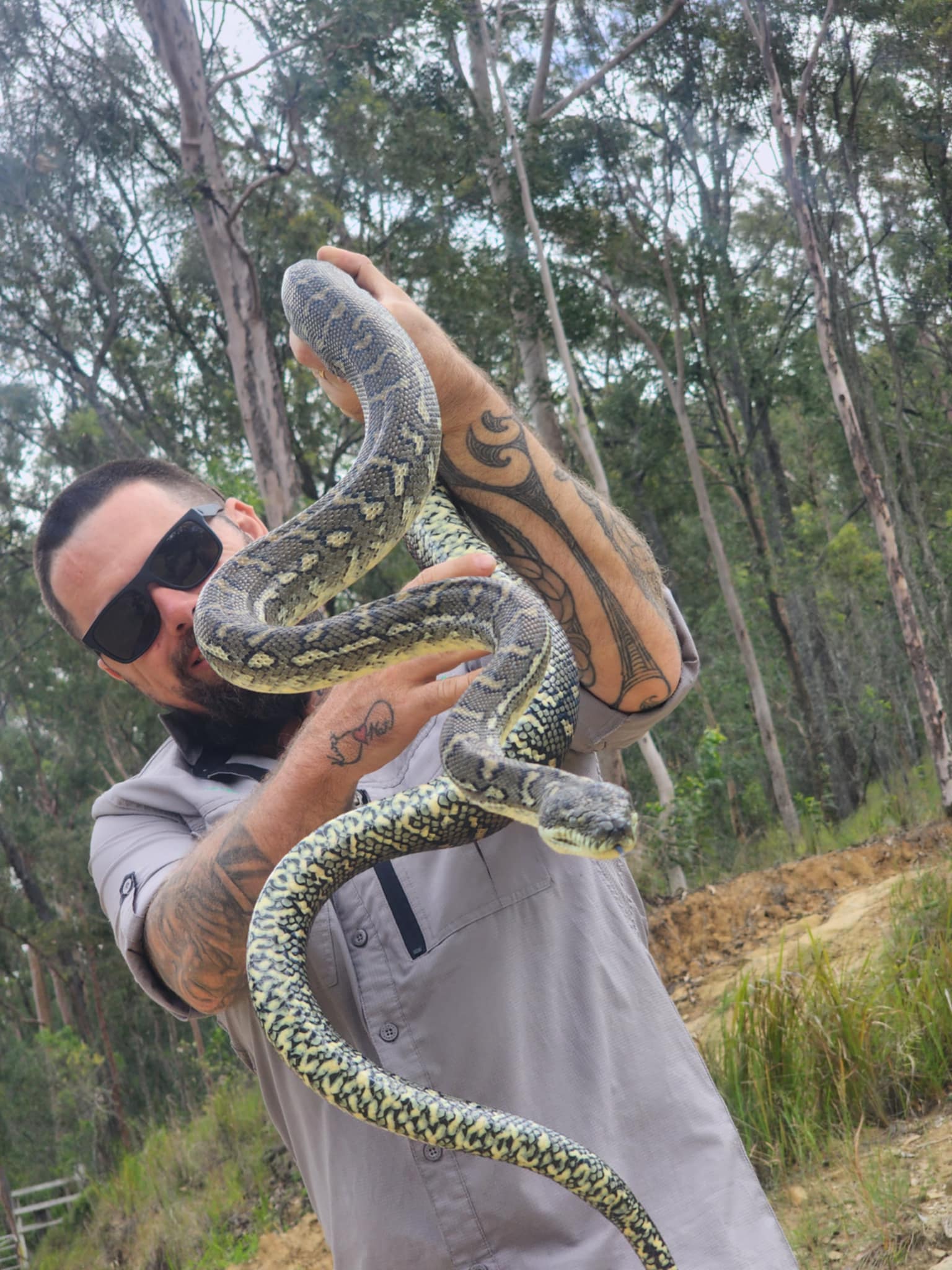 ipswich snake catchers 24/7 - Kurt with a carpet python